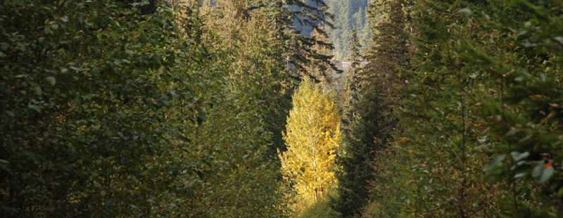 Forest with single golden leafed tree